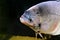 Giant Gourami