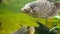 Giant gourami fish swimming in an aquarium with dirty muddy water