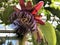 The giant granadilla Passiflora quadrangularis, Barbadine, Grenadine, Giant tumbo, Badea, Riesen-Granadilla, Konigs-Granadilla