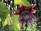 The giant granadilla Passiflora quadrangularis, Barbadine, Grenadine, Giant tumbo, Badea, Riesen-Granadilla, Konigs-Granadilla