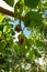 Giant granadilla Passiflora quadrangularis, Indonesia