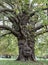 The giant grandfather tree at Acton public park. The tree looks like human\\\' face