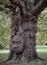 The giant grandfather tree at Acton public park. The tree looks like human\\\' face