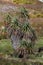 Giant Grass Tree, Tasmania, Australia