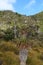 Giant Grass Tree, Tasmania, Australia