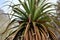 Giant Grass Tree  Tasmania  Australia