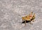 Giant Grasshopper on pavement in hot sun