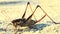 Giant grasshopper are on the seashore sand