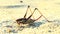 Giant grasshopper are on the seashore sand