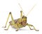 Giant Grasshopper, Tropidacris collaris