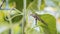 Giant gray bird grasshopper hangs onto a shaking cantaloupe vine leaf