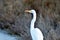 A giant great egret