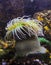 Giant Green Anemone or ( Anthopleura sp.) in a marine aquarium