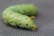 The giant green horned caterpillar close up