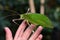 Giant green Katydid in the gardens