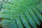 Giant green leaf of Cyatheaceae, the Scaly tree ferns