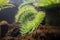 Giant Green Sea Anemone underwater in Seattle aquarium. Underwater sea water environment