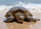 Giant Green Sea Turtle laying on the warm sand