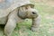 Giant grey tortoise, Mauricius