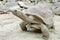 Giant grey tortoise, Mauricius