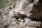 Giant grey tortoise in the sand.