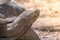 Giant grey tortoise standing