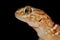 Giant ground gecko