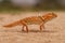 Giant ground gecko