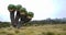 Giant Groundsel Dendrosenecio Kilimanjari at Kilimanjaro National Park, Tanzania