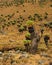 Giant groundsels (Dendrosenecio Keniodendron) at Mount Kenya