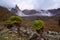 Giant Groundsels on Mount Kenya