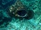 Giant Grouper Being Cleaned Fiji