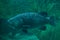 Giant grouper Epinephelus lanceolatus