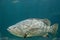 Giant grouper. a large saltwater fish of the grouper family found in the eastern as well as western Atlantic ocean.