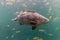 Giant grouper. a large saltwater fish of the grouper family found in the eastern as well as western Atlantic ocean. Giant grouper