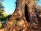 Giant Gum Tree Hollow at World`s End