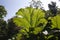 Giant Gunnera leaves