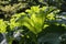 Giant Gunnera leaves