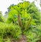 The giant Gunnera manicata plants growing overhead