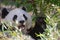 Giant happy  panda bear eating bamboo