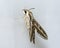 Giant Hawk Moth Hyles Livornica Hanging on a White Curtain