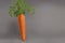 A giant healthy carrot on a gray background