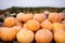 Giant heap of fresh large healthy bio pumpkins on agricultural farm at autumn