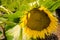 Giant Helianthus Sunflower In Summer Sun