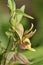 Giant Helleborine