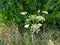 Giant heracleum mantegazzianum