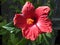 Giant hibiscus (Hibiscus moscheutos)