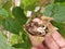 Giant hibiscus seeds with finger holding