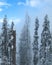 Giant Himalayan pine trees covered with snow on a hillside