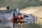 Giant hippopotamus sleeping in pool of water